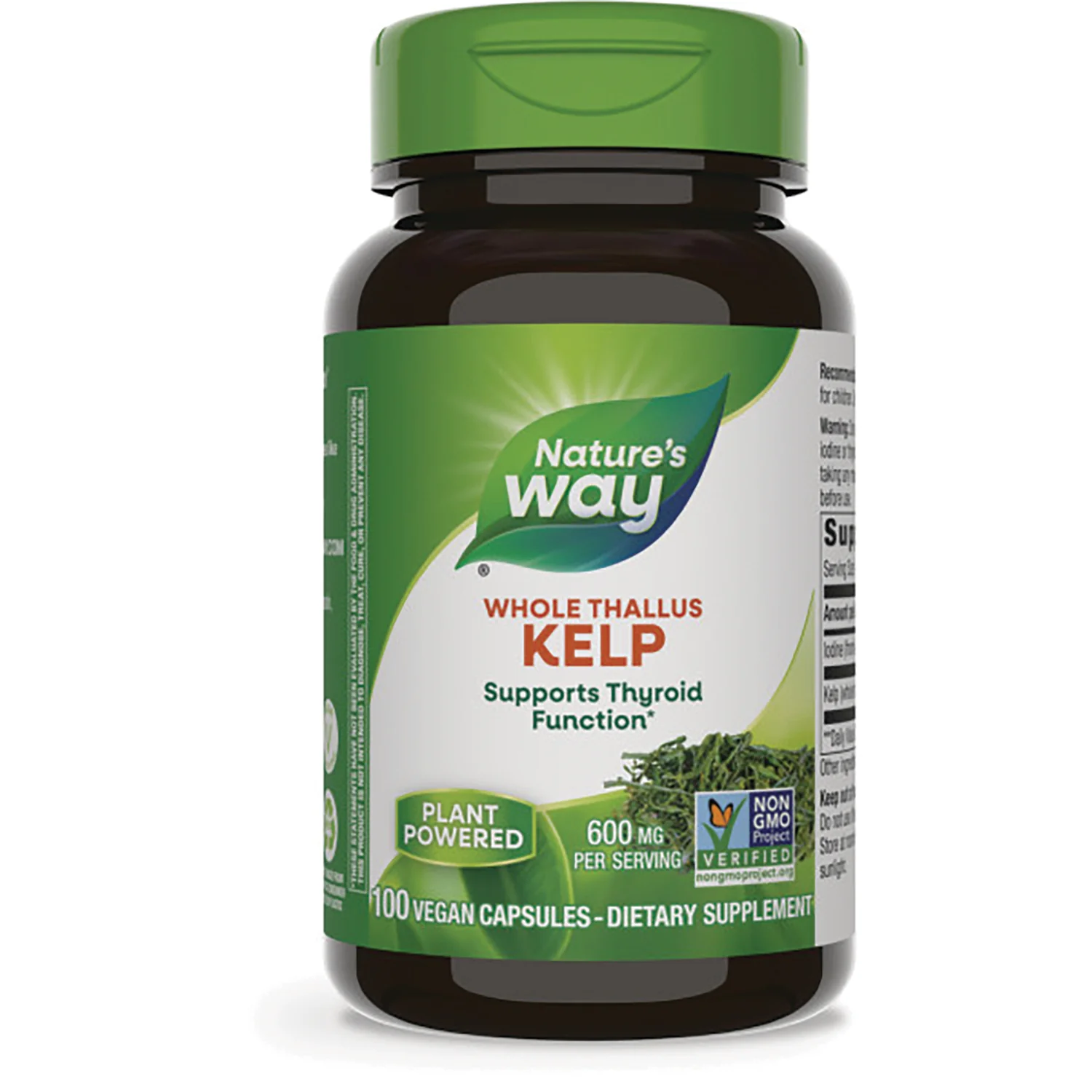 Whole Thallus Kelp